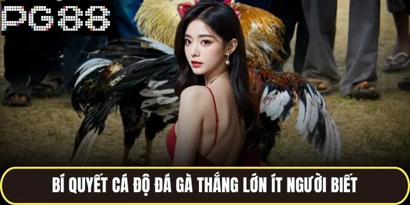 Bí quyết cá độ đá gà thắng lớn ít người biết
