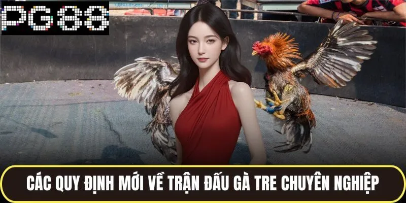 Các quy định mới về trận đấu gà tre chuyên nghiệp