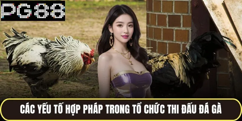 Đá Gà Hợp Pháp PG88 Tổ Chức Chuyên Nghiệp Chuẩn Quốc Tế 3 Các yếu tố hợp pháp trong tổ chức thi đấu đá gà