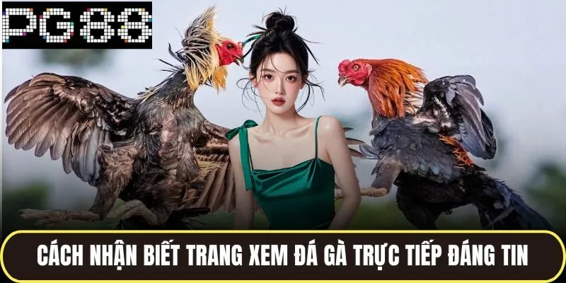 Cách nhận biết trang xem đá gà trực tiếp đáng tin