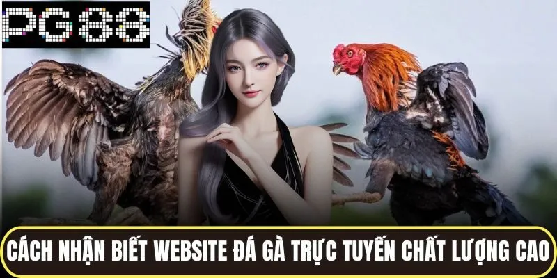 Cách nhận biết website đá gà trực tuyến chất lượng cao