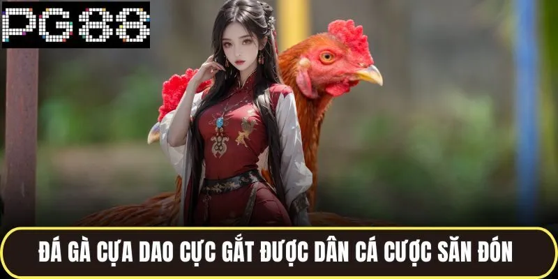 Đá gà cựa dao