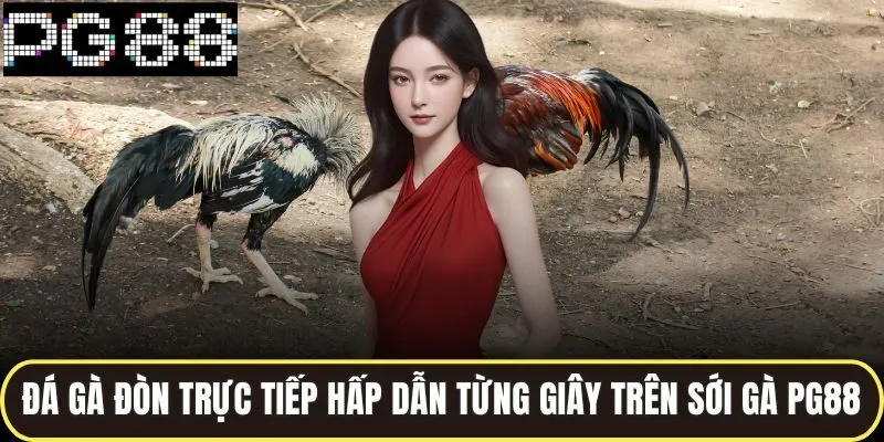 Đá gà đòn trực tiếp