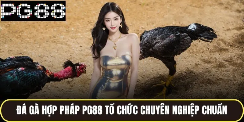Đá gà hợp pháp