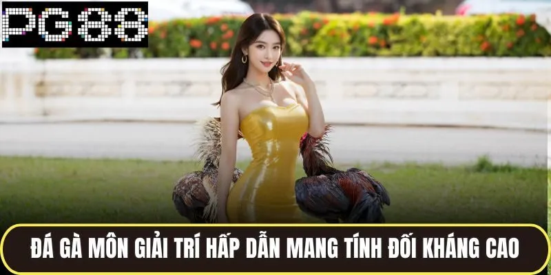 Đá Gà Hợp Pháp PG88 Tổ Chức Chuyên Nghiệp Chuẩn Quốc Tế 2 Đá gà môn giải trí hấp dẫn mang tính đối kháng cao