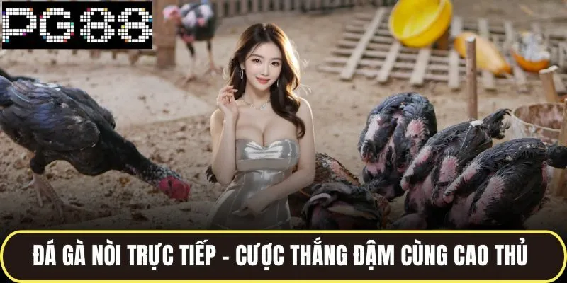 Đá gà nòi trực tiếp