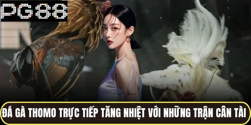 Đá gà thomo trực tiế