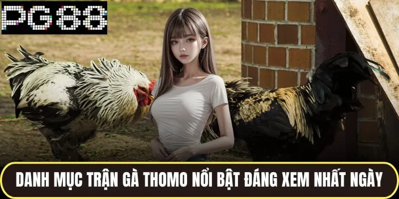 Danh Sách Đá Gà Thomo Chuẩn Xác Nhất Từ Các Trận Kinh Điển 3 Danh mục trận gà thomo nổi bật đáng xem nhất ngày