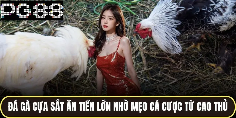 Đá gà cựa sắt ăn tiền