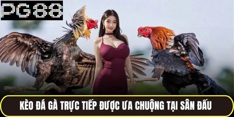 Kèo đá gà trực tiếp