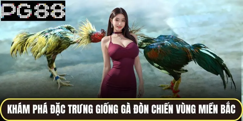 Đá Gà Đòn Miền Bắc Sôi Động Với Những Cú Ra Đòn Kịch Tính 2 Khám phá đặc trưng giống gà đòn chiến vùng miền bắc