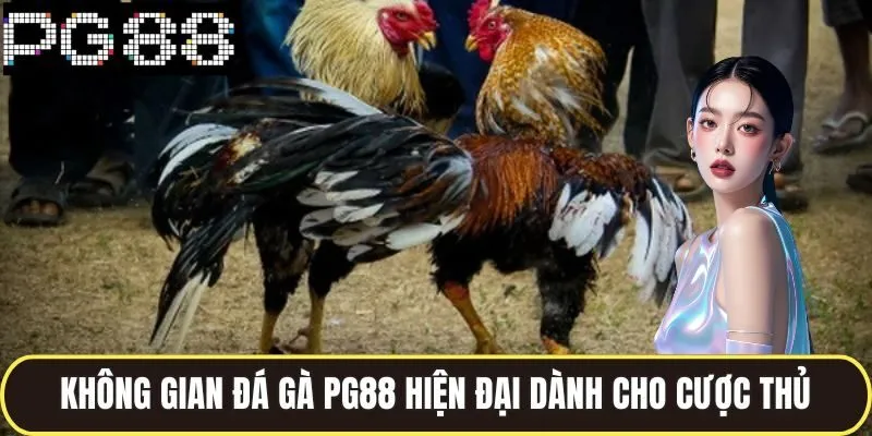Đá Gà Pg88 Chuyên Nghiệp Đặt Cược Mỗi Ngày Nhận Thưởng Lớn 1 Không gian đá gà pg88 hiện đại dành cho cược thủ