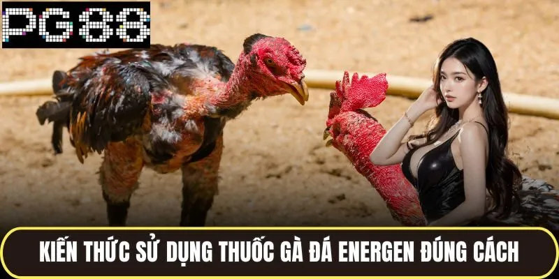 Thuốc Gà Đá Energen Dòng Sản Phẩm Được Các Sư Kê Ưa Chuộng 4 Kiến thức sử dụng thuốc gà đá energen đúng cách
