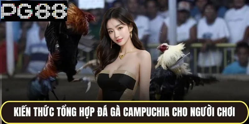 Kiến thức tổng hợp đá gà campuchia cho người chơi