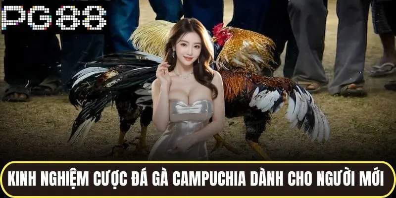 Kinh nghiệm cược đá gà campuchia dành cho người mới 
