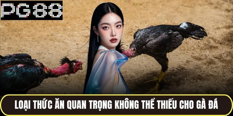 Loại thức ăn quan trọng không thể thiếu cho gà đá