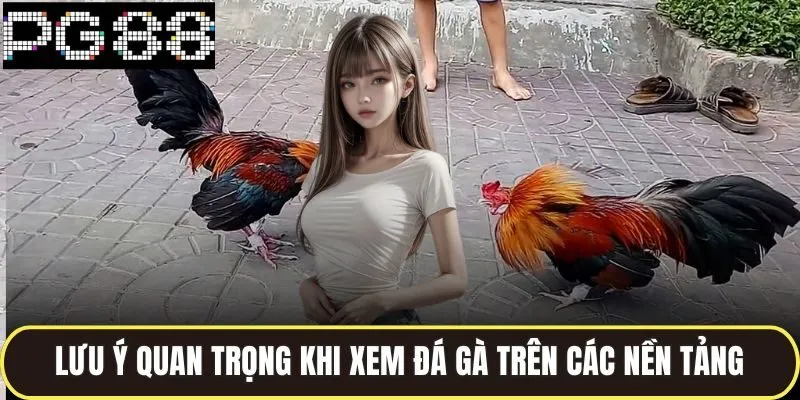 Lưu ý quan trọng khi xem đá gà trên các nền tảng