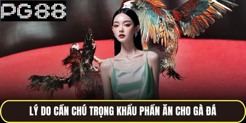 Lý do cần chú trọng khẩu phần ăn cho gà đá