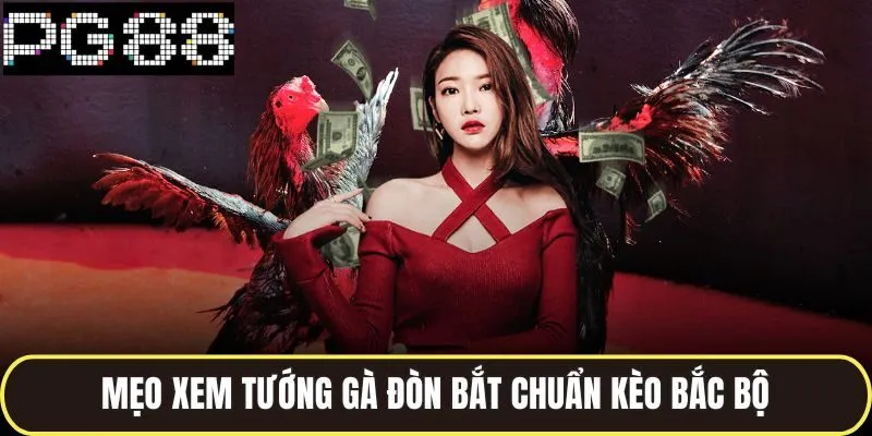 Đá Gà Đòn Miền Bắc Sôi Động Với Những Cú Ra Đòn Kịch Tính 4 Mẹo xem tướng gà đòn bắt chuẩn kèo bắc bộ