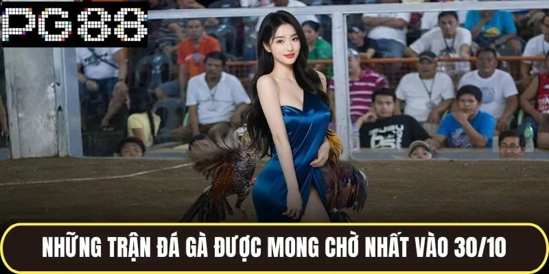 Những trận đá gà được mong chờ nhất vào 30/10
