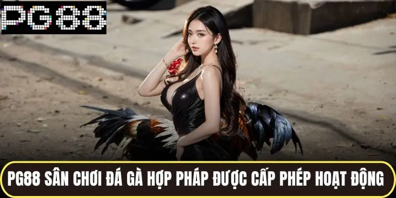 Đá Gà Hợp Pháp PG88 Tổ Chức Chuyên Nghiệp Chuẩn Quốc Tế 4 Pg88 sân chơi đá gà hợp pháp được cấp phép hoạt động rõ ràng