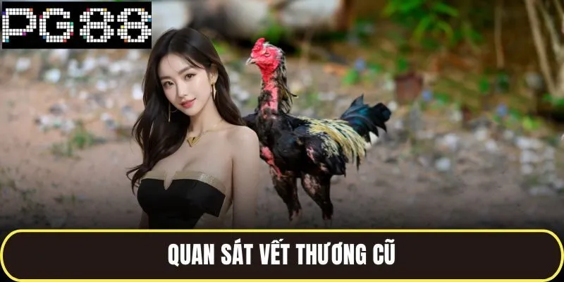 Những Trận Đá Gà Cựa Sắt Kinh Điển Ghi Dấu Trong Lịch Sử 4 Quan sát vết thương cũ