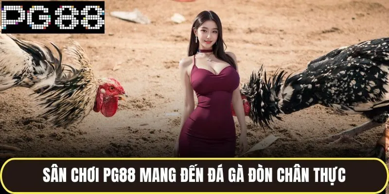 Đá Gà Nòi Trực Tiếp - Cược Thắng Đậm Cùng Cao Thủ 2 Sân chơi pg88 mang đến đá gà đòn chân thực