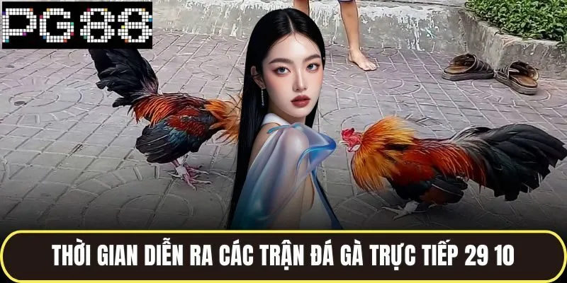 Thời gian diễn ra các trận đá gà trực tiếp 29 10