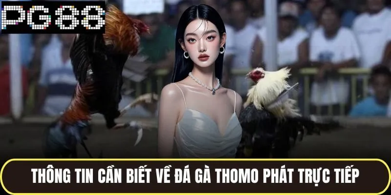 Thông tin cần biết về đá gà thomo phát trực tiếp