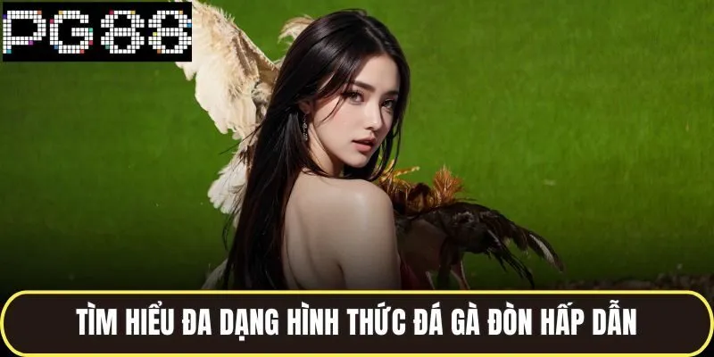 Đá Gà Đòn Trực Tiếp Hấp Dẫn Từng Giây Trên Sới Gà Pg88 3 Tìm hiểu đa dạng hình thức đá gà đòn hấp dẫn