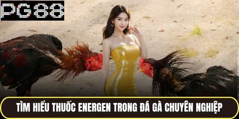 Thuốc Gà Đá Energen Dòng Sản Phẩm Được Các Sư Kê Ưa Chuộng 2 Tìm hiểu thuốc energen trong đá gà chuyên nghiệp
