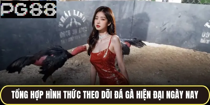 Tổng hợp hình thức theo dõi đá gà hiện đại ngày nay