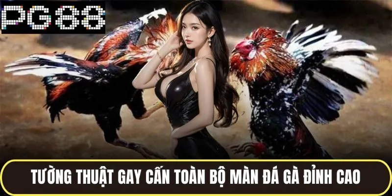 Tường thuật gay cấn toàn bộ màn đá gà đỉnh cao