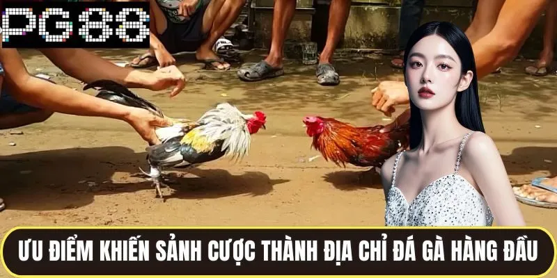 Đá Gà Pg88 Chuyên Nghiệp Đặt Cược Mỗi Ngày Nhận Thưởng Lớn 2 Ưu điểm khiến sảnh cược thành địa chỉ đá gà hàng đầu