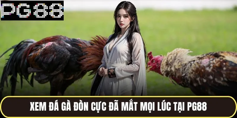 Đá Gà Đòn Trực Tiếp Hấp Dẫn Từng Giây Trên Sới Gà Pg88 4 Xem đá gà đòn cực đã mắt mọi lúc tại pg88