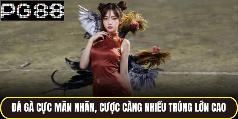 Xem đá gà
